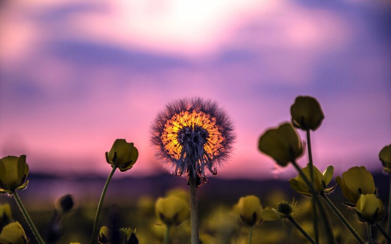 Dandelion Seed Head — Purple, Serene, Sunset, Photograph