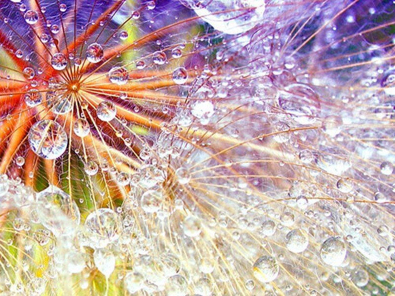 Dandelion Seed Head — Purple, Serene