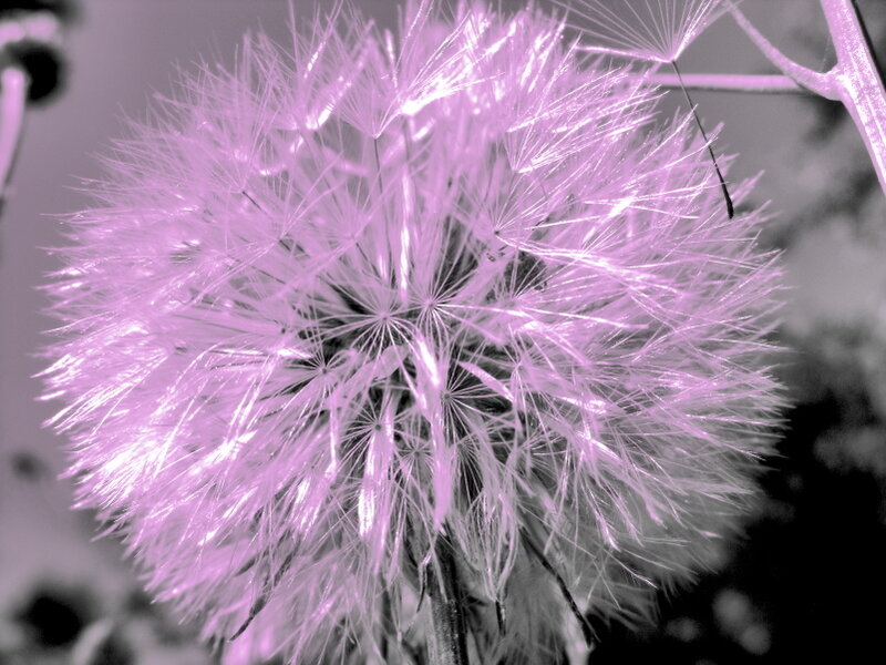 Dandelion Seed Head — Purple