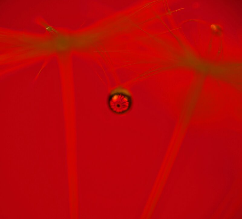 Dandelion Seed Head — Red, Abstract