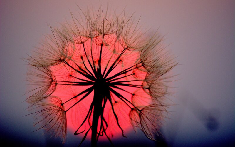 Dandelion Seed Head — Red, Dramatic