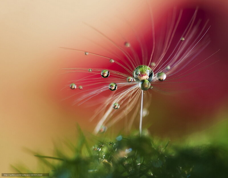 Dandelion Seed Head — Red, Serene