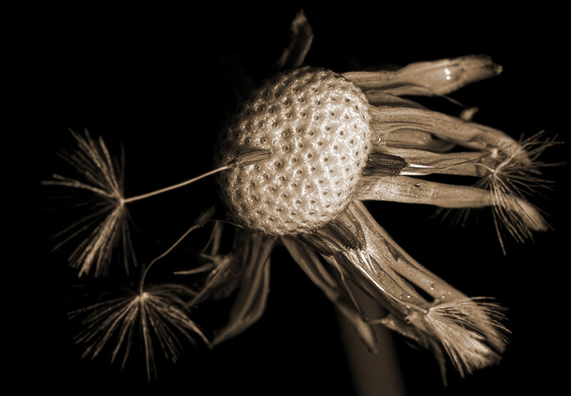Dandelion Seed Head — Sepia