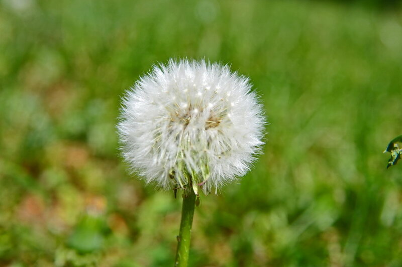 Dandelion Seed Head — Serene, Green