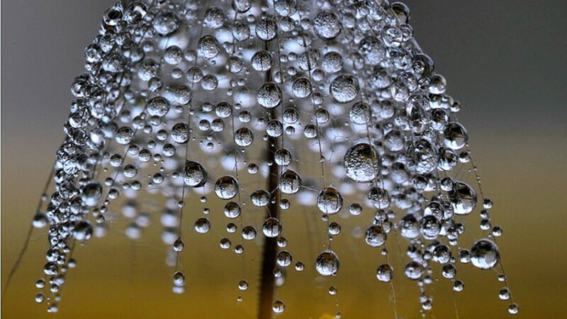 Dandelion Seed Head — Silver
