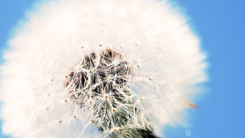 Dandelion Seed Head — Sky