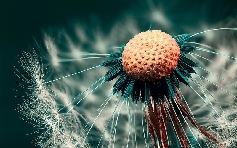 Dandelion Seed Head — Teal, Dramatic