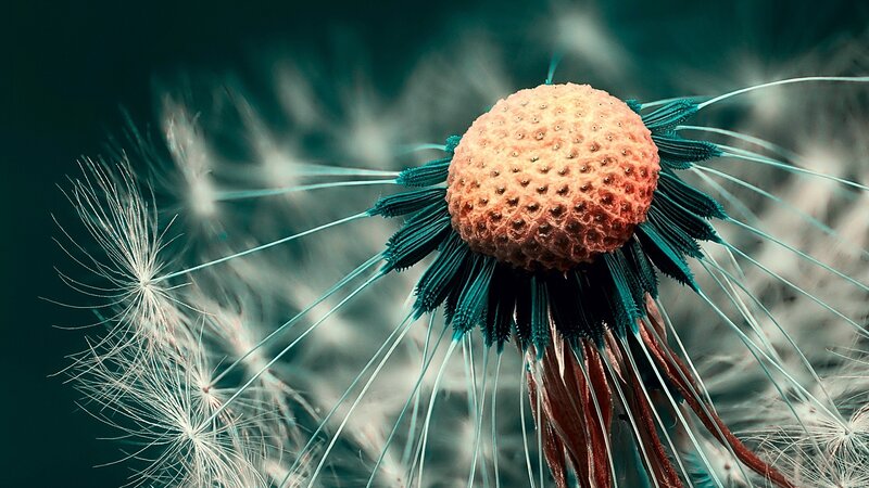 Dandelion Seed Head — Teal, Serene, Photograph, Puffball