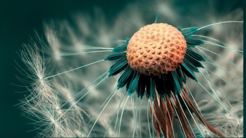 Dandelion Seed Head — Teal, Serene, Photograph, Seeds