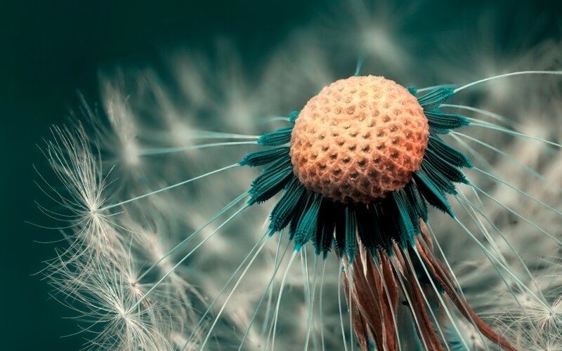 Dandelion Seed Head — Teal, Serene, Photograph, Stem, Background