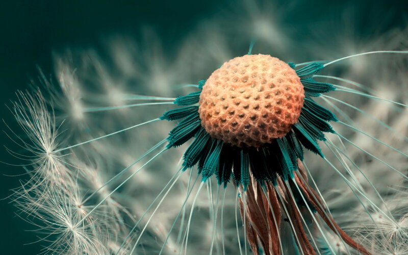 Dandelion Seed Head — Teal, Serene, Photograph, Stem