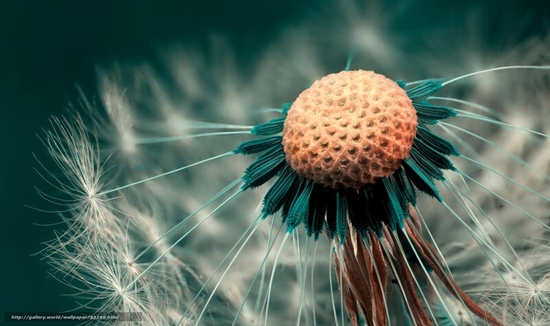 Dandelion Seed Head — Teal, Serene, Photograph