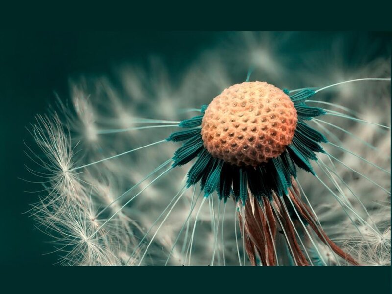 Dandelion Seed Head — Teal, Serene