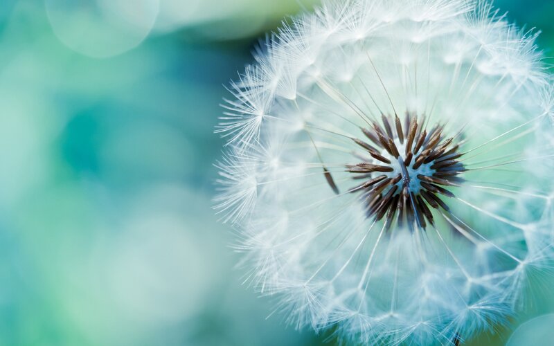 Dandelion Seed Head — White, Blue
