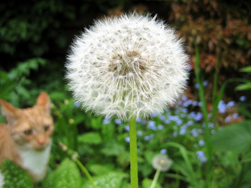 Dandelion Seed Head — White, Calm, Afternoon, Photograph, Cat