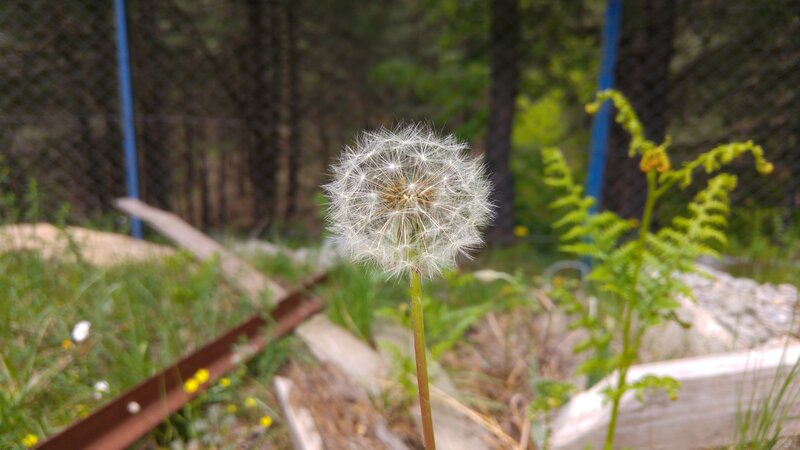 Dandelion Seed Head — White, Calm, Afternoon, Photograph, Fence