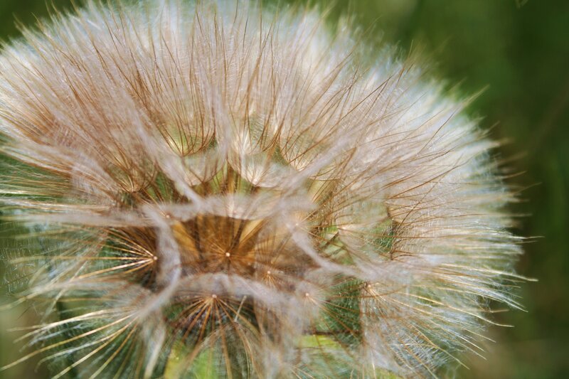 Dandelion Seed Head — White, Calm, Afternoon, Photograph, Flower, Green