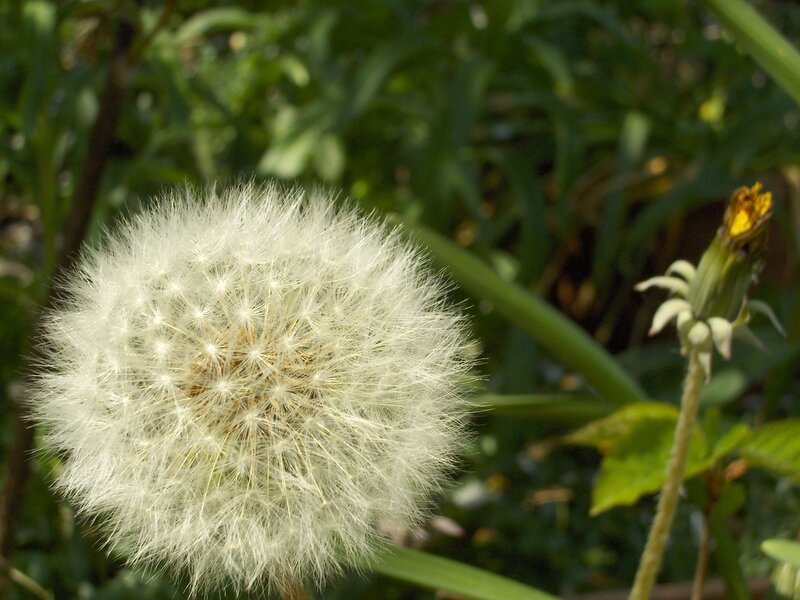 Dandelion Seed Head — White, Calm, Afternoon, Photograph, Flower, Leaf