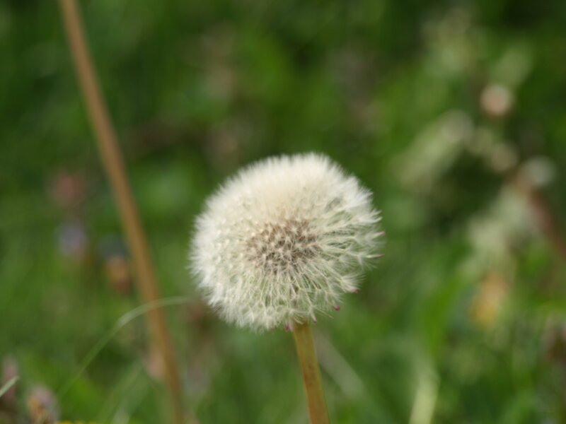 Dandelion Seed Head — White, Calm, Afternoon, Photograph, Grass, Stem