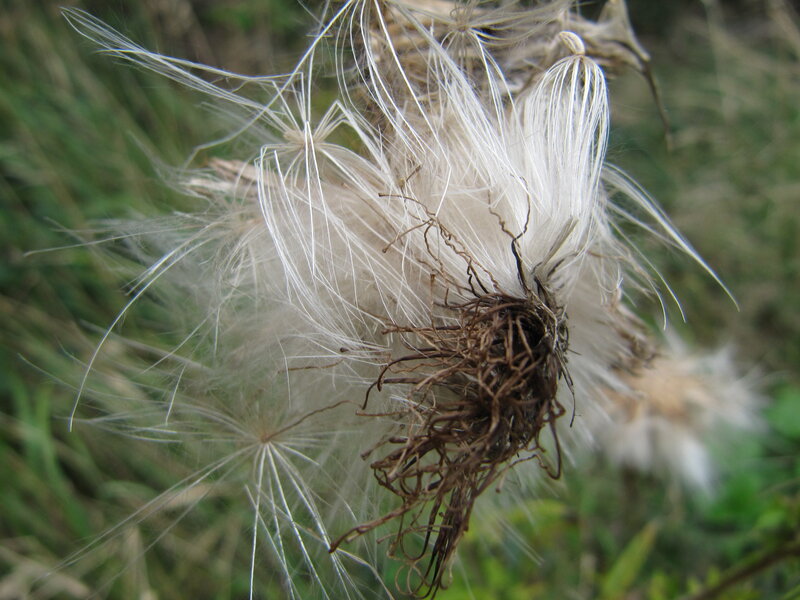 Dandelion Seed Head — White, Calm, Afternoon, Photograph, Grass