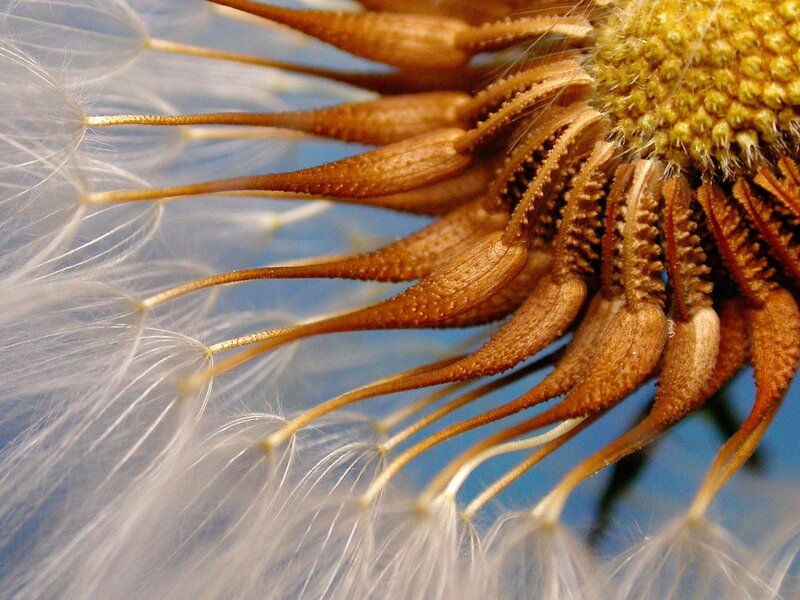 Dandelion Seed Head — White, Calm, Afternoon, Photograph, Seeds, Flower