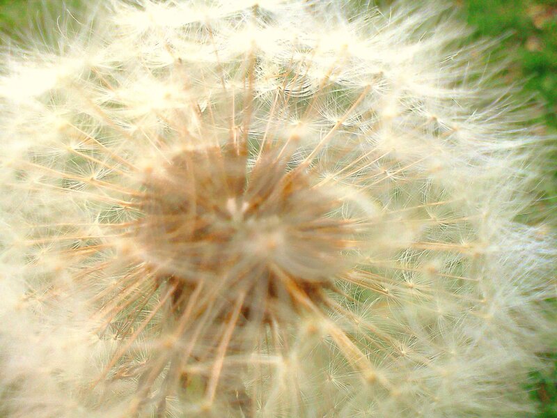 Dandelion Seed Head — White, Calm, Afternoon, Photograph, Seeds, Stem, Green