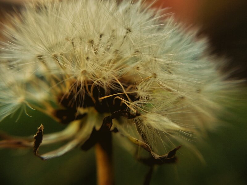 Dandelion Seed Head — White, Calm, Afternoon, Photograph, Stem, Background