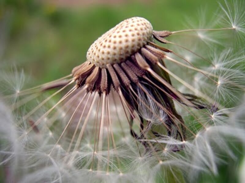 Dandelion Seed Head — White, Calm, Afternoon, Photograph, Stem, Greenery