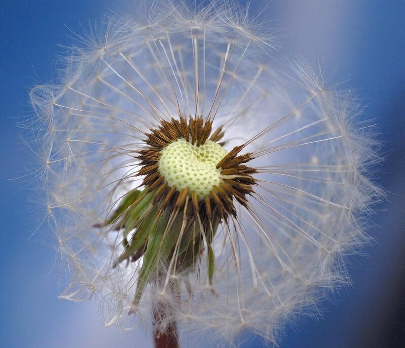 Dandelion Seed Head — White, Calm, Afternoon, Photograph, Stem