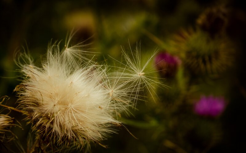 Dandelion Seed Head — White, Calm, Afternoon, Photograph, Thistle
