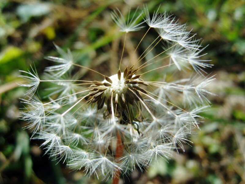 Dandelion Seed Head — White, Calm, Afternoon