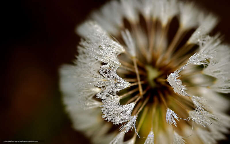 Dandelion Seed Head — White, Calm, Morning, Photograph