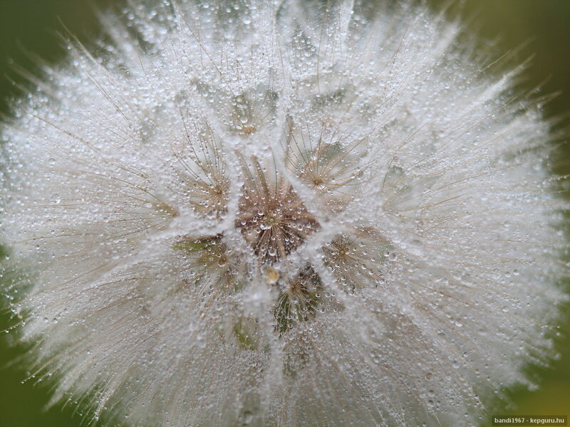 Dandelion Seed Head — White, Calm, Morning