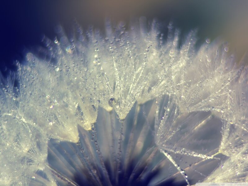 Dandelion Seed Head — White, Calm, Photograph, Droplet, Macro