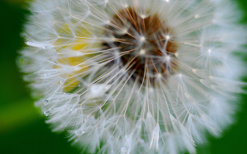 Dandelion Seed Head — White, Calm, Photograph, Droplet