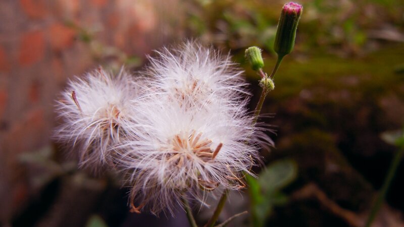 Dandelion Seed Head — White, Calm, Photograph, Flower Bud