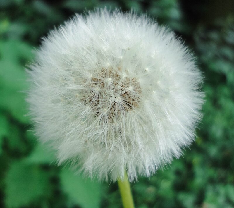 Dandelion Seed Head — White, Calm, Photograph, Green Leaves