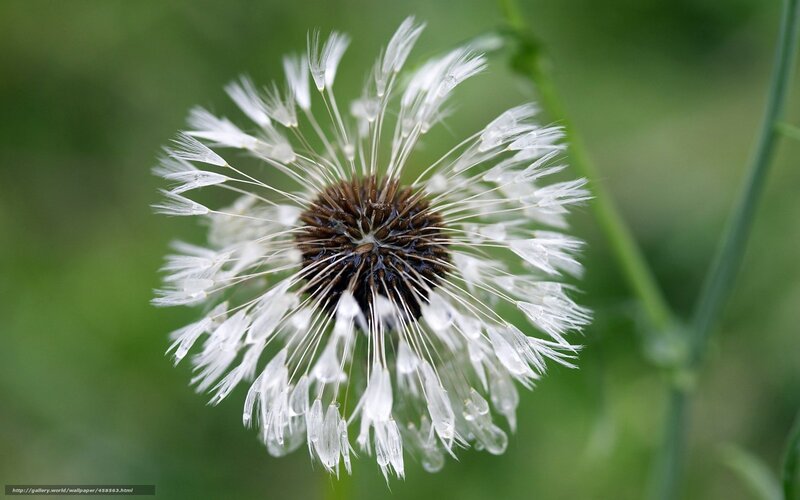 Dandelion Seed Head — White, Calm, Photograph, Green Stem