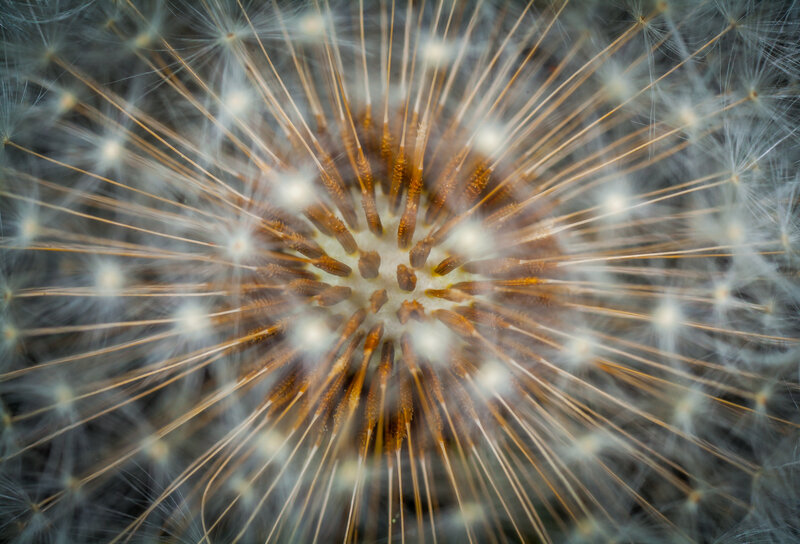 Dandelion Seed Head — White, Calm, Photograph, Seeds, Center
