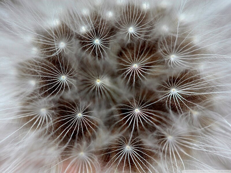 Dandelion Seed Head — White, Calm, Photograph, Seeds, Fluff