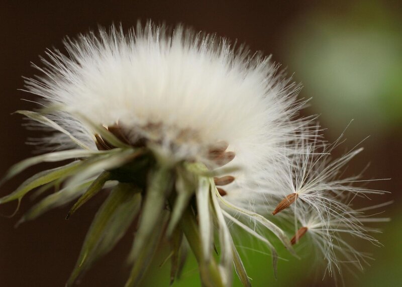 Dandelion Seed Head — White, Calm, Photograph, Seeds, Green Leaves
