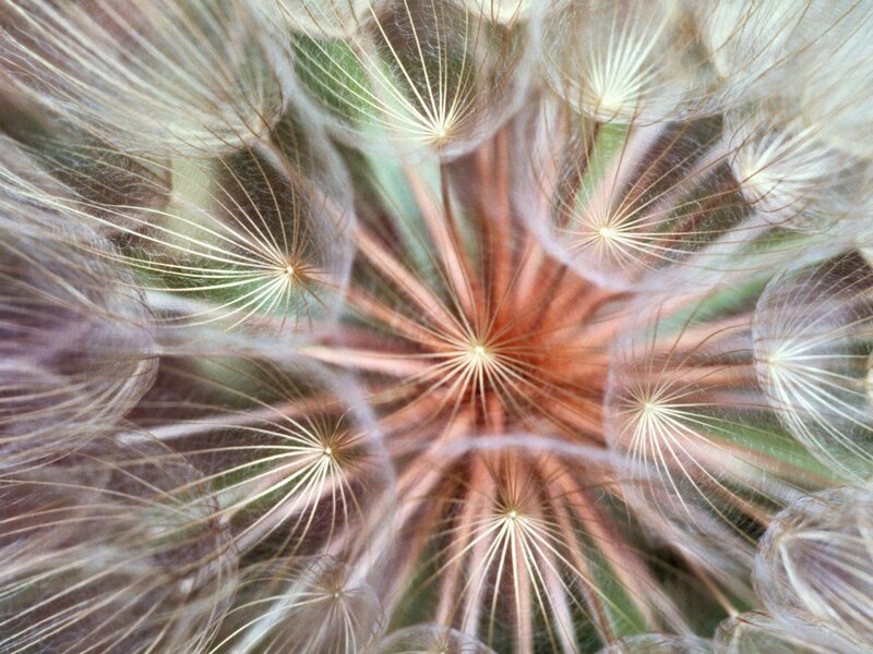 Dandelion Seed Head — White, Calm, Photograph, Seeds, Pappus