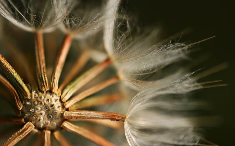 Dandelion Seed Head — White, Calm, Photograph, Seeds, Stem, Background