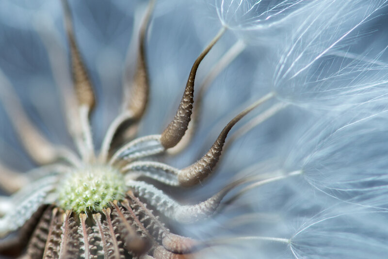 Dandelion Seed Head — White, Calm, Photograph, Seeds, Stem, Center