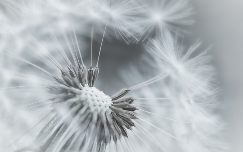 Dandelion Seed Head — White, Calm, Photograph, Seeds, Stem, Gray