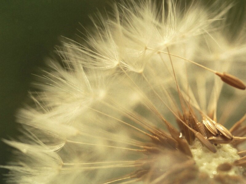 Dandelion Seed Head — White, Calm, Photograph, Seeds, Stem