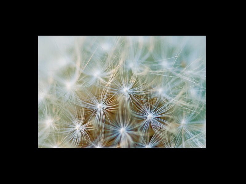 Dandelion Seed Head — White, Calm, Photograph, Seeds