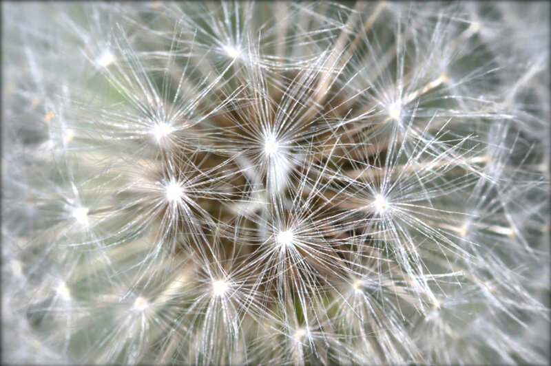 Dandelion Seed Head — White, Calm, Photograph, Seeds, Wind