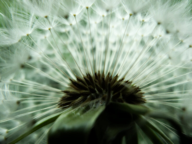 Dandelion Seed Head — White, Calm, Photograph, Stem, Green