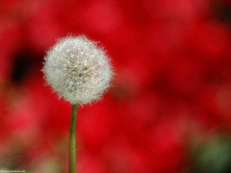 Dandelion Seed Head — White, Calm, Photograph, Stem